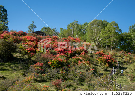 Early summer at Mount Akagi: Rengetsutsuji at Shirakaba Ranch Miharashiyama 115288229