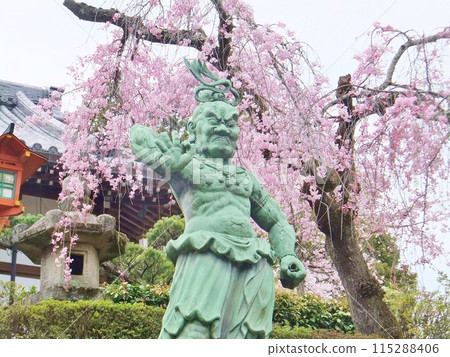 Oharano Shohoji Temple Nio statues and cherry blossoms Oharano Shohoji Temple Nio statues and cherry blossoms 115288406
