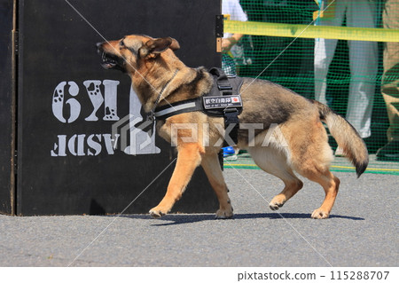 航空自衛隊警犬訓練搜尋不明人員 115288707