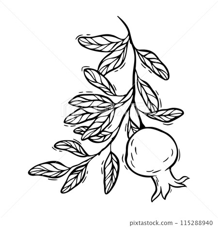 Branch with leaves and growing pomegranate. Vector botanical black and white illustration, hand drawn in linocut style on isolated background. Drawing for design of food and cosmetics packaging, cards Branch with leaves and growing pomegranate. Vector botanical black and white illustration, hand drawn in linocut style on isolated background. Drawing for design of food and cosmetics packaging, cards 115288940
