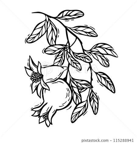 A pomegranate grows on a branch with a flower. Vector botanical black and white illustration, hand drawn in linocut style on isolated background. Drawing for design of food and cosmetics packaging A pomegranate grows on a branch with a flower. Vector botanical black and white illustration, hand drawn in linocut style on isolated background. Drawing for design of food and cosmetics packaging 115288941