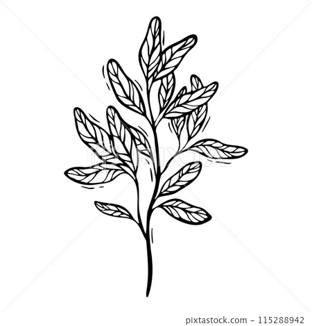 Branch of pomegranate leaves. Vector illustration in black and white, hand-drawn in linocut style. Black line art sketch. Drawing for design of food and cosmetics packaging, recipe books, postcards 115288942