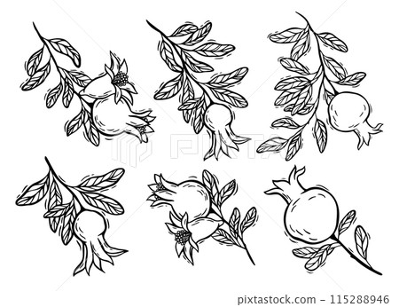 pomegranate, vector, black, garnet, graphic, linear, nature, fruit, plant, botany, ripe, floral, tree branch, flowers, bud, organic, line, art, illustration, outline, sketch, drawing, fetus, hand draw 115288946