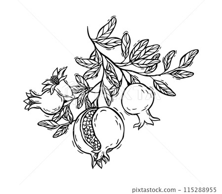 Pomegranate fruit with leaves and flowers. Vector botanical black and white illustration, hand drawn in linocut style on isolated background. Drawing for food and cosmetics packaging design, packaging Pomegranate fruit with leaves and flowers. Vector botanical black and white illustration, hand drawn in linocut style on isolated background. Drawing for food and cosmetics packaging design, packaging 115288955