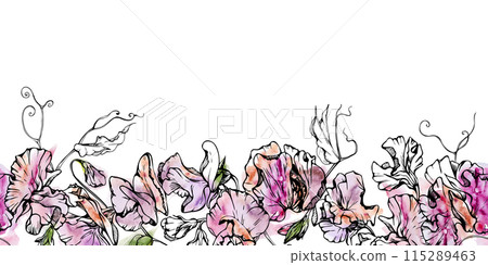 Hand drawn watercolor ink illustration botanical flowers leaves. Sweet everlasting pea, vetch bindweed legume. Seamless banner isolated on white background. Design wedding, love cards, floral shop 115289463
