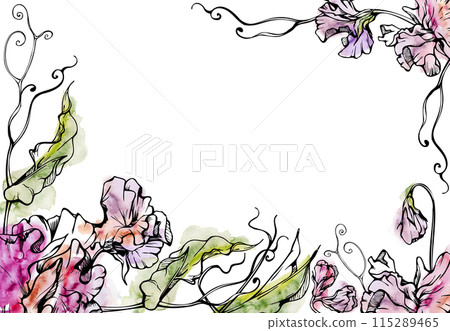 Hand drawn watercolor ink illustration botanical flowers leaves. Sweet everlasting pea, vetch bindweed legume tendrils. Border frame isolated white background. Design wedding, love cards, floral shop Hand drawn watercolor ink illustration botanical flowers leaves. Sweet everlasting pea, vetch bindweed legume tendrils. Border frame isolated white background. Design wedding, love cards, floral shop 115289465