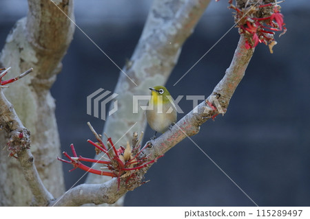 來到花園的鳥：繡眼鳥， 115289497
