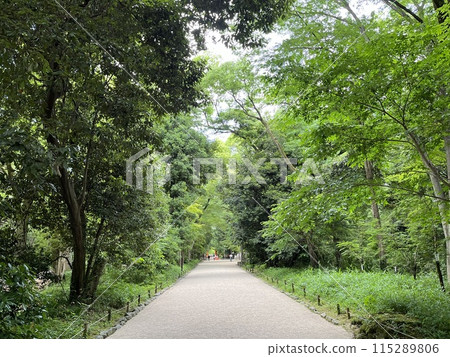 清新的綠色神社參道 清新的綠色神社參道 115289806