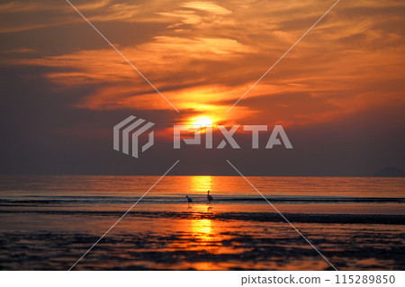 Sunset beach and silhouette of seabirds 115289850