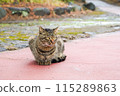 A brown tabby cat standing alert on the side of the road 115289863