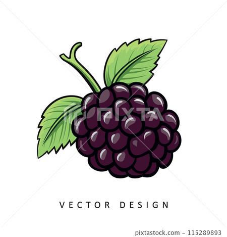 fresh blackberry fruit vector design isolated illustration 115289893