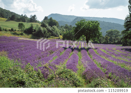 Field of lavender in Drome France with green hill backdrop. Beautiful summer landscape on a bright sunny day. Eco responsible sourcing of essential oils and makeup ingredients 115289919