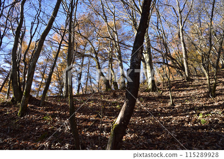 淺間隱山,登山,群馬縣 淺間隱山,登山,群馬縣 115289928