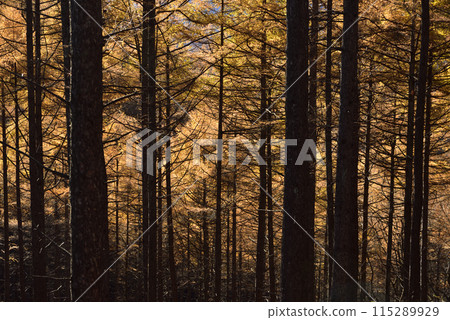 淺間隱山,登山,群馬縣 淺間隱山,登山,群馬縣 115289929