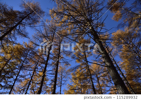 淺間隱山,登山,群馬縣 淺間隱山,登山,群馬縣 115289932