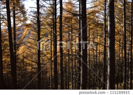 淺間隱山,登山,群馬縣 淺間隱山,登山,群馬縣 115289935