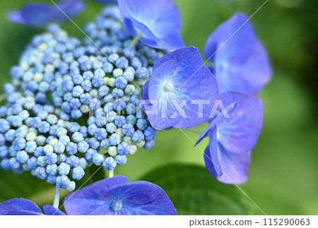 Blue hydrangeas stand out amongst the greenery 115290063