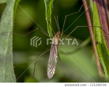 Crane fly on a garden plant Crane fly on a garden plant 115290156
