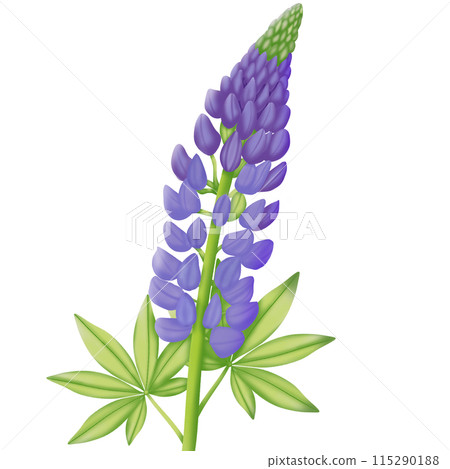 purple flowers isolated on white background 115290188