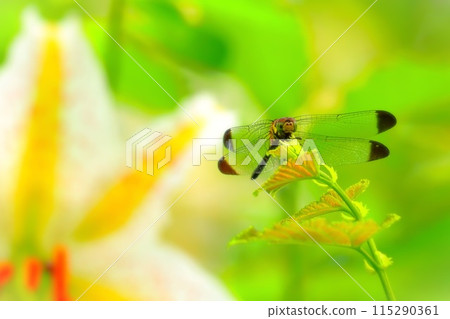 A dragonfly resting with a mountain lily on its back A dragonfly resting with a mountain lily on its back 115290361