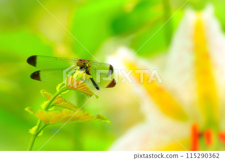 A dragonfly resting with a mountain lily on its back 115290362