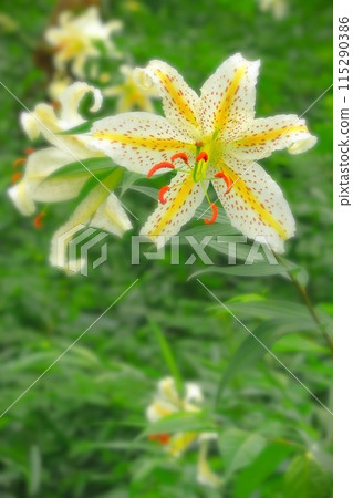 Large-flowered mountain lilies blooming in the forest park Large-flowered mountain lilies blooming in the forest park 115290386