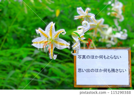 Nature conservation slogan and large mountain lilies 115290388