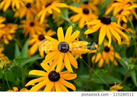 Rudobekia Rudobekia 115290511