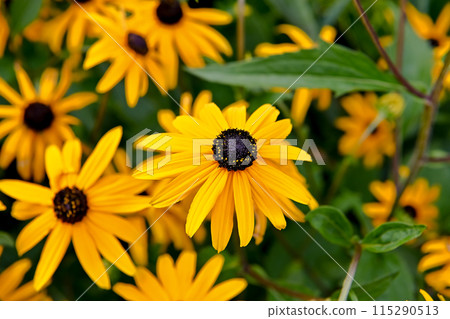 Rudobekia Rudobekia 115290513