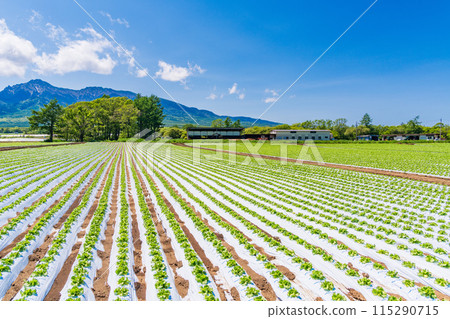 (Nagano Prefecture) Nobeyama Plateau Vegetable Field 115290715