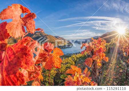 Colorful vineyards in Wachau valley against Spitz village with Danube river in Austria, UNESCO Colorful vineyards in Wachau valley against Spitz village with Danube river in Austria, UNESCO 115291110