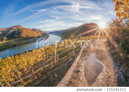 Colorful vineyards in Wachau valley against Spitz village with Danube river in Austria, UNESCO 115291111