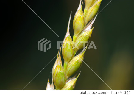A single ear of plump wheat against a black background (natural light + strobe, macro close-up of food). A single ear of plump wheat against a black background (natural light + strobe, macro close-up of food). 115291345