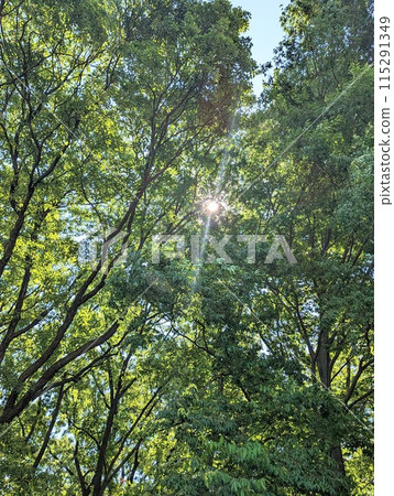 Looking for light 115291349