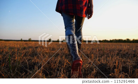 Female feet of young farmer going through the barley plantation at sunset. Legs of agronomist in boots walking among wheat meadow at dusk. Concept of agricultural business. Slow mo Female feet of young farmer going through the barley plantation at sunset. Legs of agronomist in boots walking among wheat meadow at dusk. Concept of agricultural business. Slow mo 115291466