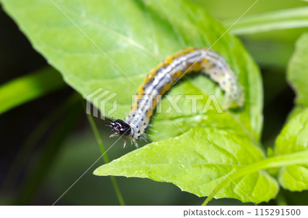 絨葉蛾幼蟲擁有美麗的銀白色身體，有黃色斑紋和太陽黑子（自然光、頻閃、微距鏡頭特寫） 115291500