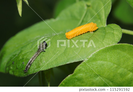 橙棕色鋸蠅幼蟲和鋸蠅蛻殼排列（自然光+長焦微距特寫照片） 115291592