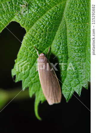 A ghostly, cloaked adult of the Pale-legged Moth (natural light + telephoto macro close-up) 115291682