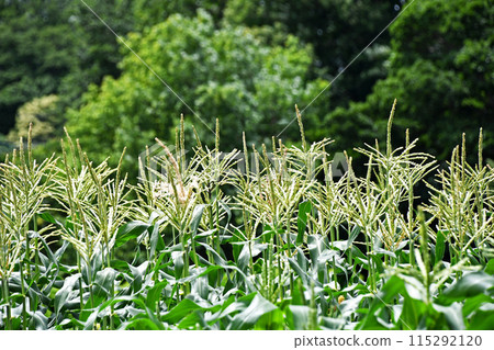 Corn field Corn field 115292120