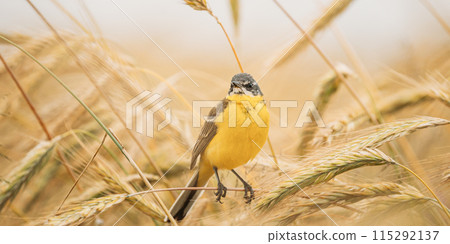 Western Yellow Wagtail. Motacilla Flava Is A Small Passerine In The Wagtail Family Motacillidae, Which Also Includes The Pipits And Longclaws. This Species Breeds In Much Of Temperate Europe And Asia Western Yellow Wagtail. Motacilla Flava Is A Small Passerine In The Wagtail Family Motacillidae, Which Also Includes The Pipits And Longclaws. This Species Breeds In Much Of Temperate Europe And Asia 115292137