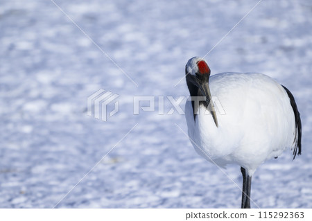 丹頂鶴 丹頂鶴 115292363