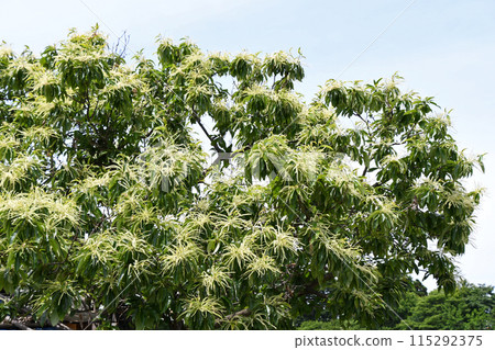 Chestnut flowers 115292375