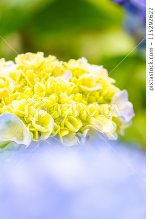 Yellow hydrangeas beginning to bloom Yellow hydrangeas beginning to bloom 115292622
