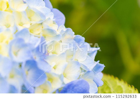 淡色的繡球花已經開始綻放 淡色的繡球花已經開始綻放 115292633