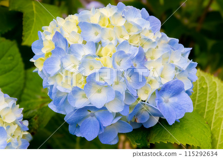 淡色的繡球花已經開始綻放 淡色的繡球花已經開始綻放 115292634