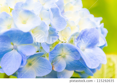 淡色的繡球花已經開始綻放 淡色的繡球花已經開始綻放 115292635