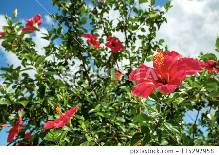 Okinawa's blue sky and red hibiscus Okinawa's blue sky and red hibiscus 115292958