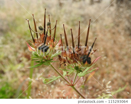 Fruit of the naturalized plant "American Geranium" 115293064