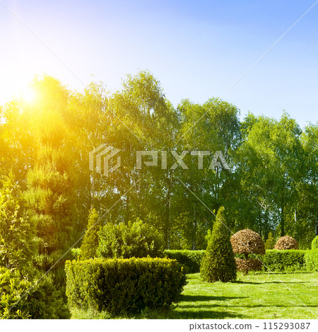 Cozy corner of summer garden where mixed different deciduous and coniferous plants with various textures and colors of foliage. Cozy corner of summer garden where mixed different deciduous and coniferous plants with various textures and colors of foliage. 115293087