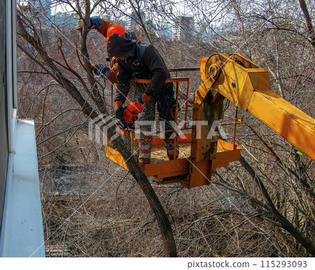 Municipal service workers stand with a chainsaw in a crane basket and trim dangerous trees Municipal service workers stand with a chainsaw in a crane basket and trim dangerous trees 115293093